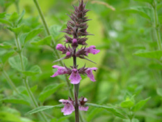 Stachys palustrisMoerasandoorn bestellen